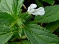 Drooping Slitwort